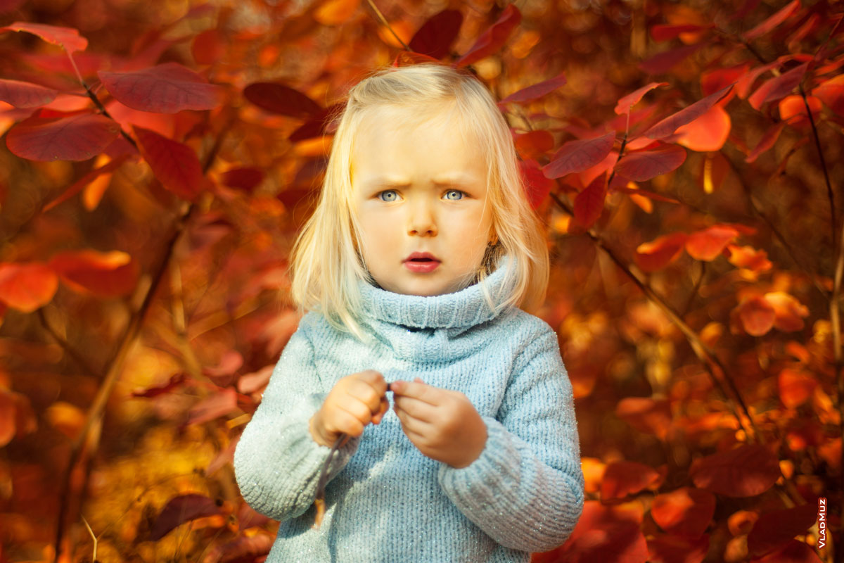 Осенний фотопортрет светловолосой девочки в голубом свитере на фоне красной-желтой листвы