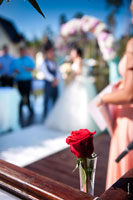 Фото красной розы в фокусе, жених с невестой и друзья вдали — в расфокусе