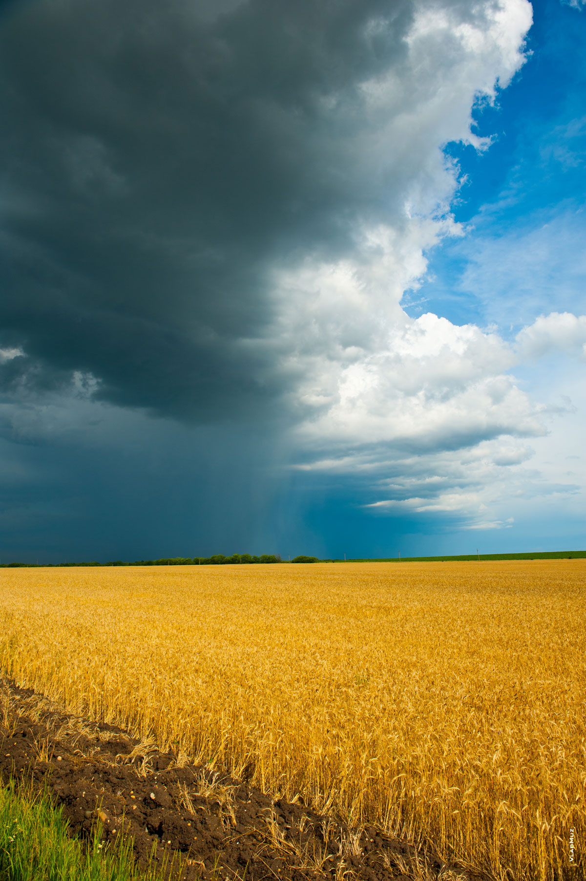 Фотопейзаж: небо и пшеничное поле