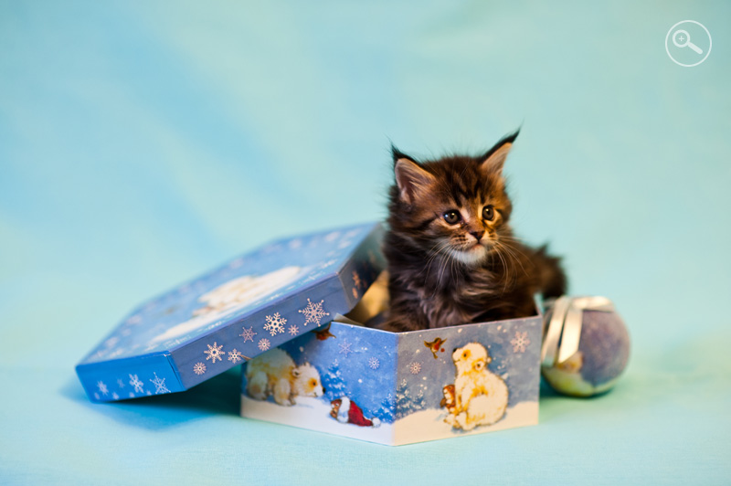 Фотография котенка в подарочной коробке