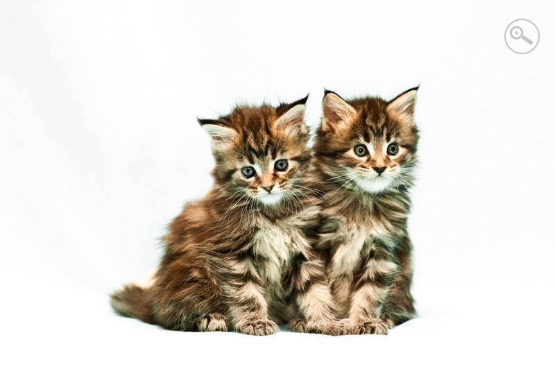 Фотография двух котят рядом