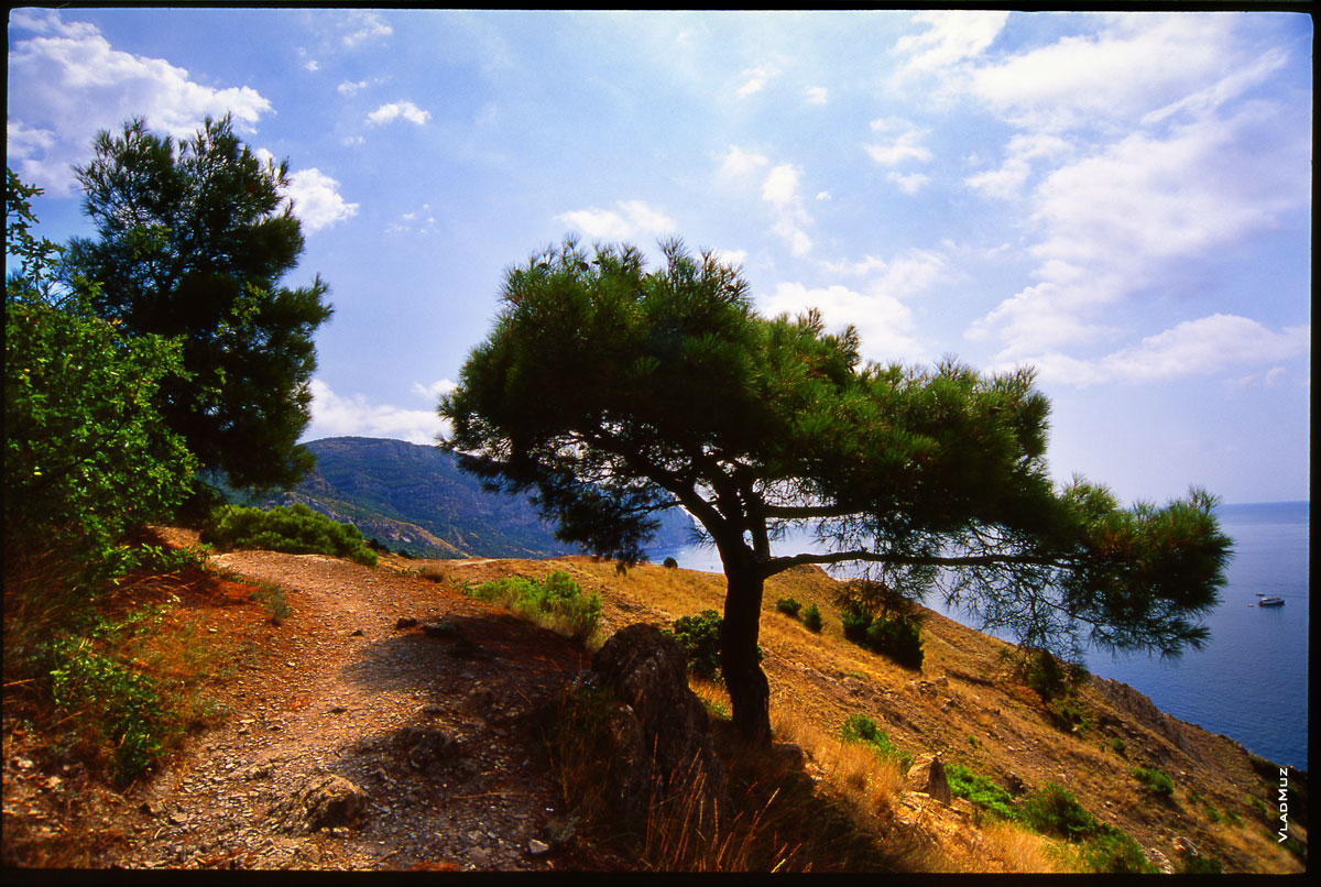 Крым, пейзаж: хвойные деревья на склонах гор