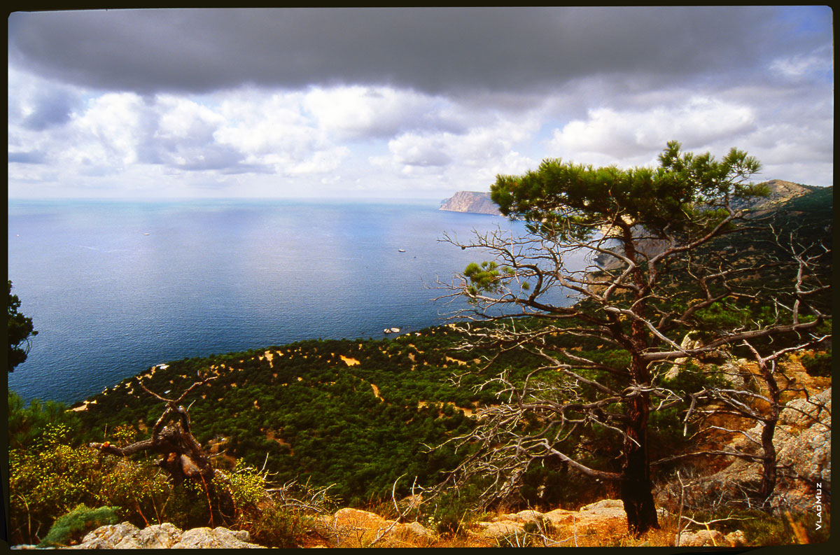 Крымский пейзаж: небо, Черное море, сосны на скалах