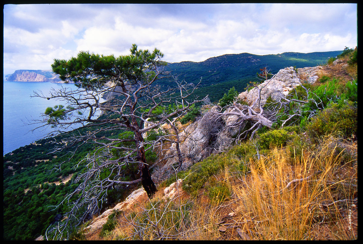 Крымский пейзаж. Сосна на каменном склоне