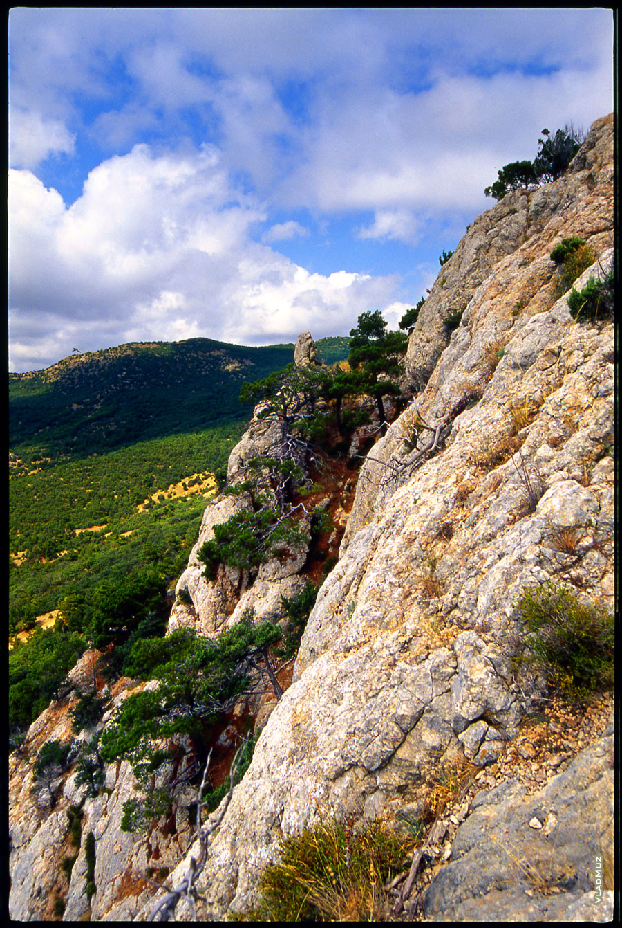 Горный крымский фото пейзаж. На скале растут деревья