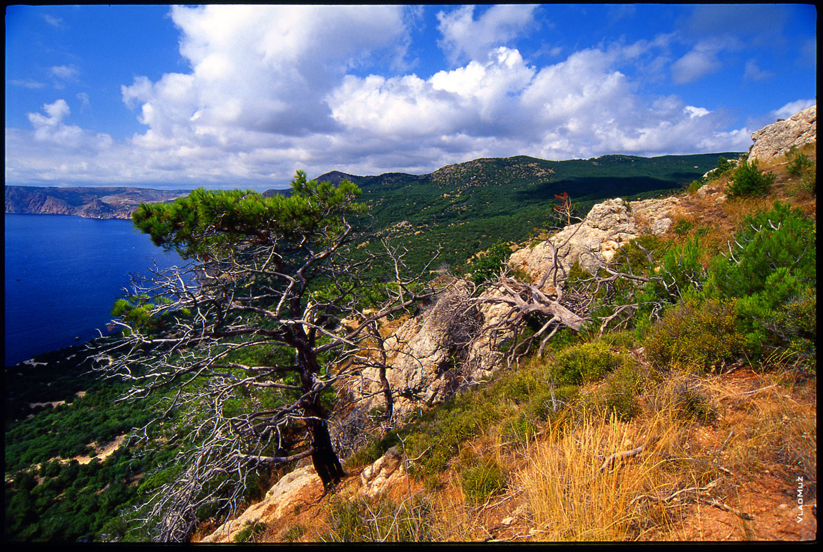 Крым, пейзаж: сосна на каменном склоне