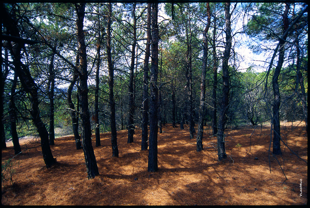 Лесной крымский фотопейзаж