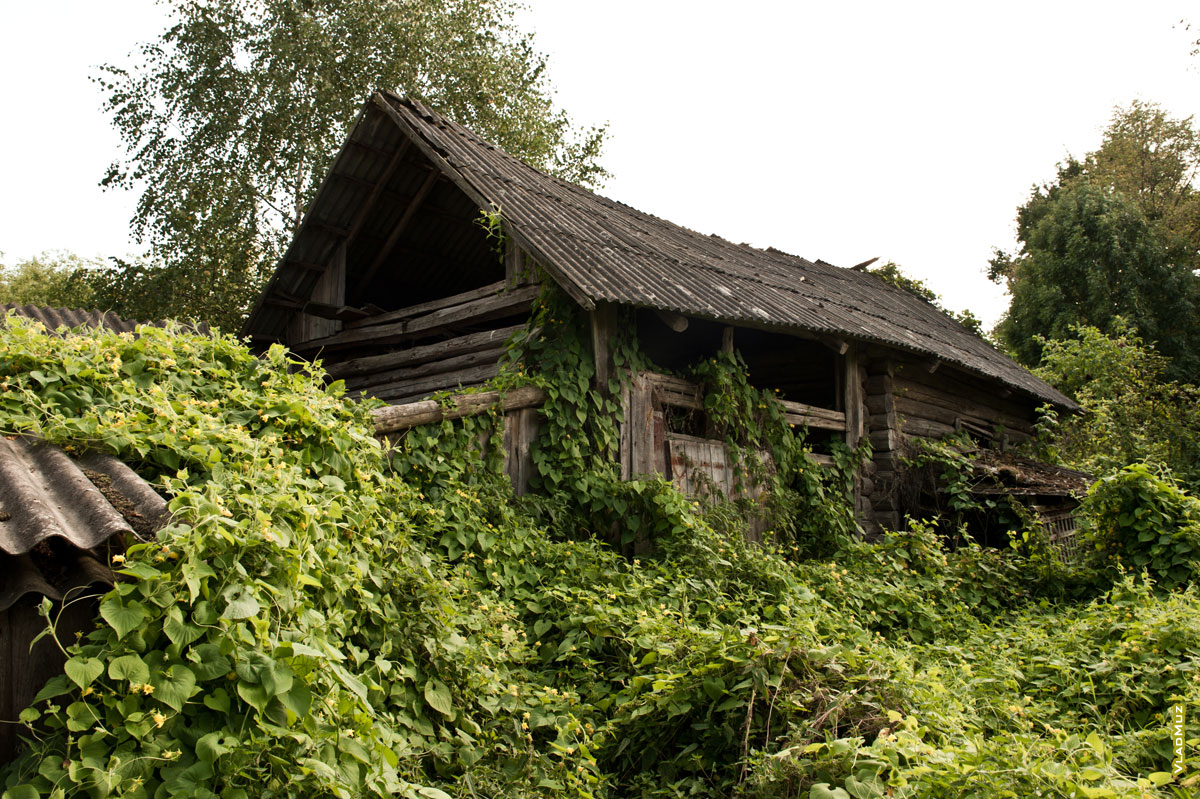 Фото брошенного, заросшего травой, деревянного дома в деревне Науховичи
