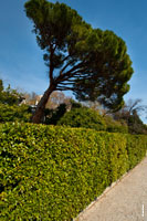 Пейзажное фото с итальянской сосной пинией и стриженым коридором кустарника самшита на главной аллее Воронцовского дворца
