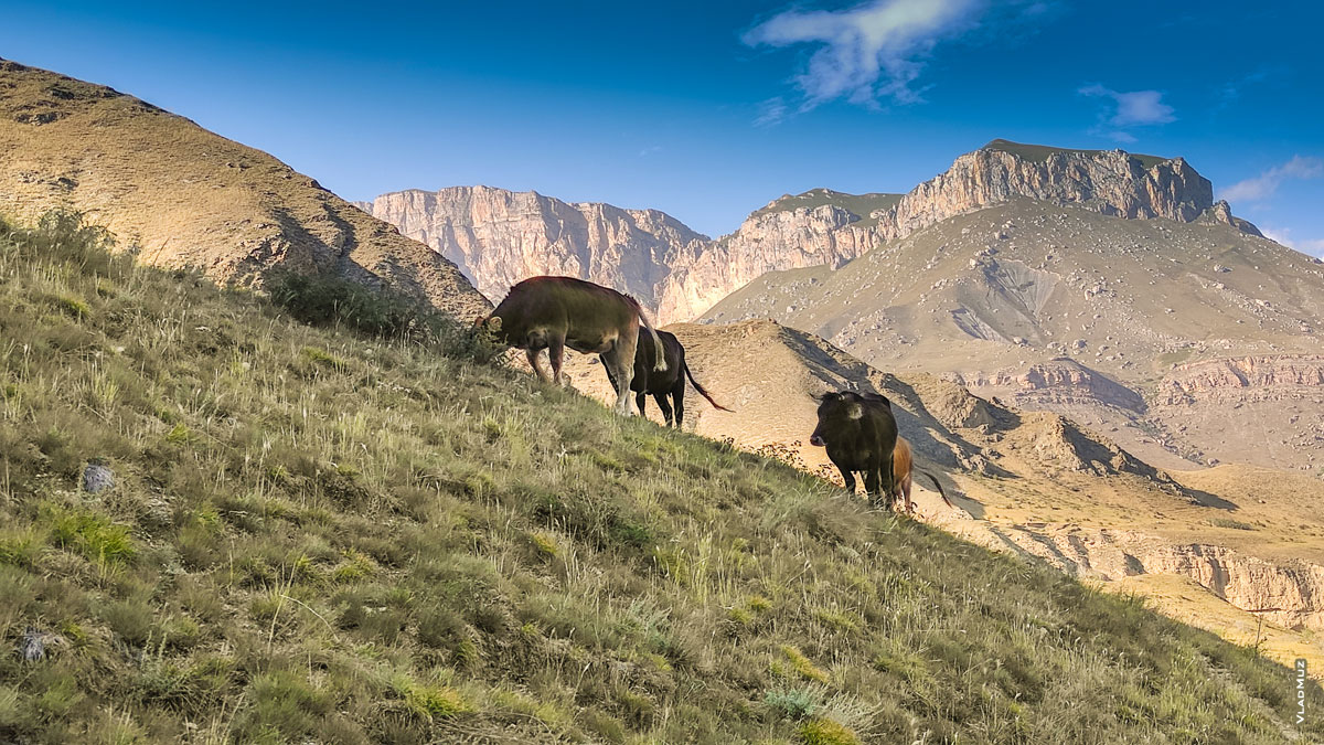 Фото пейзаж Кабардино-Балкарии, фото коров на склоне Чегемского ущелья