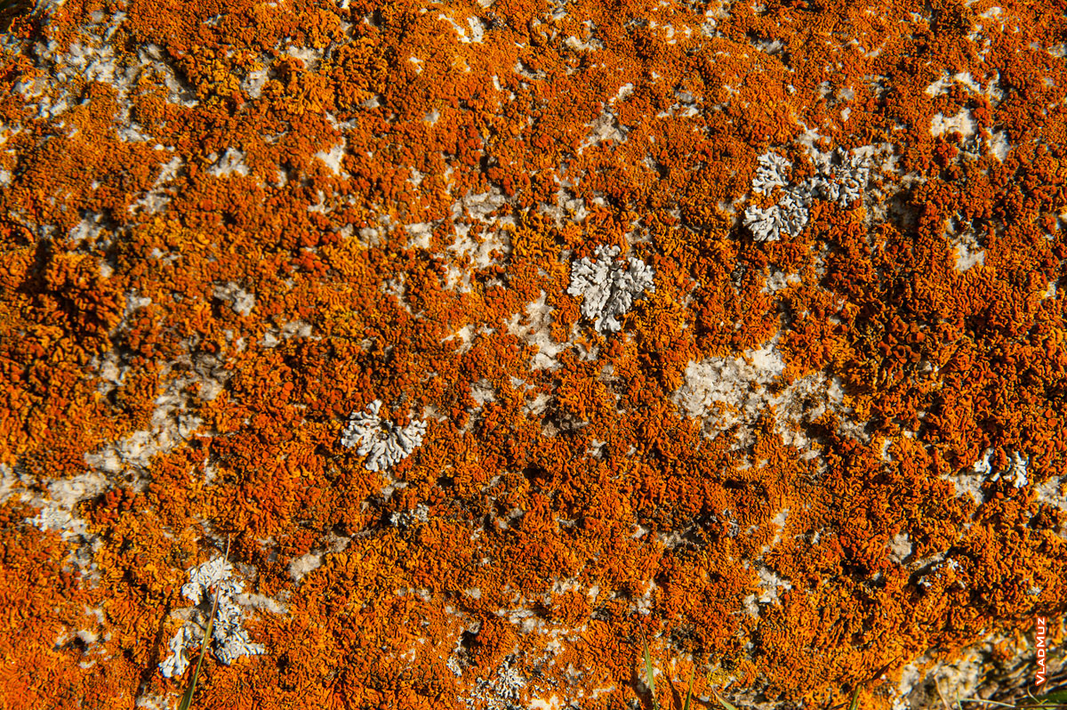 Яркие лишайники на камнях в горах Кабардино-Балкарии