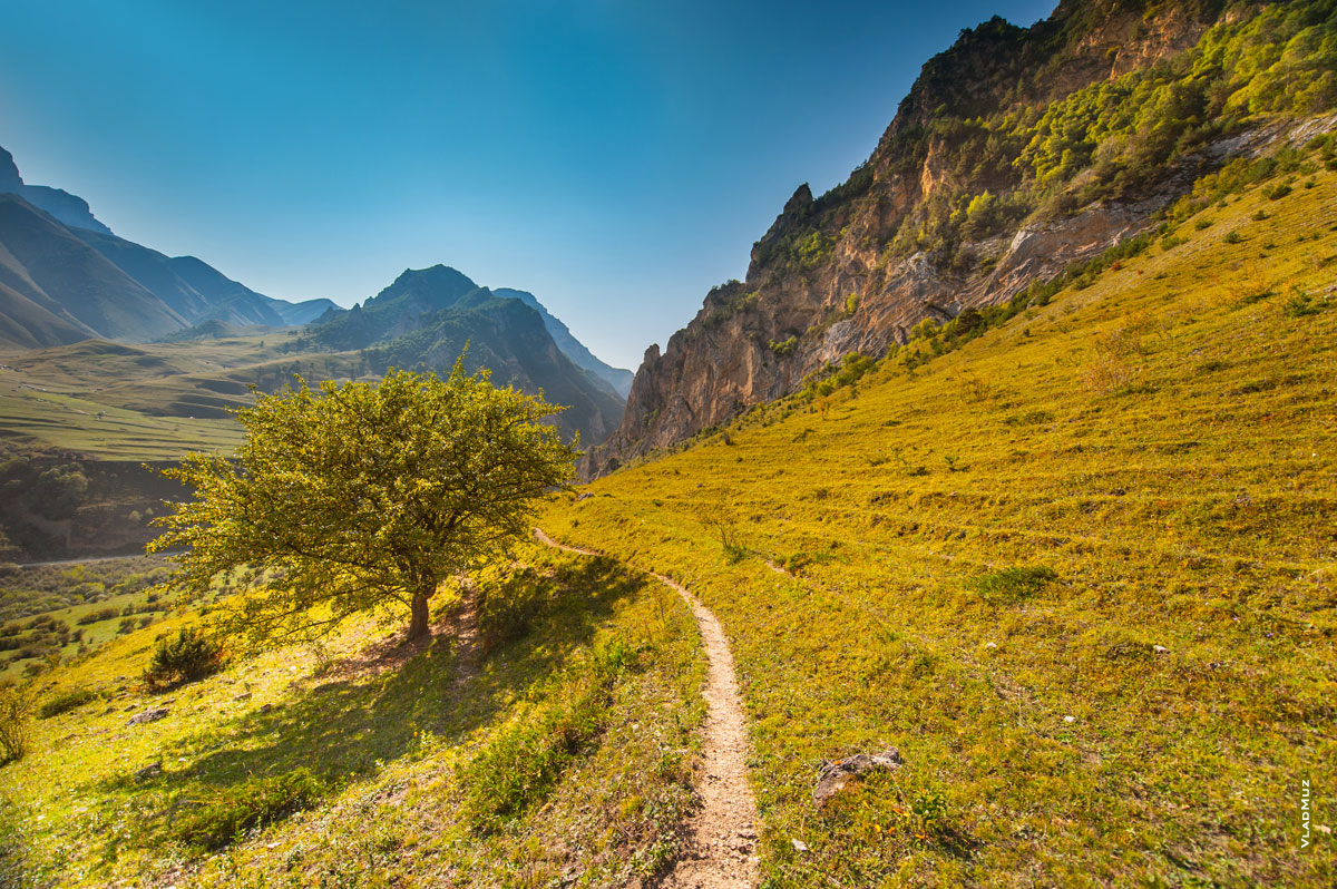 Фото пейзаж Кабардино-Балкарии: дерево, тропа и горы Чегемского ущелья