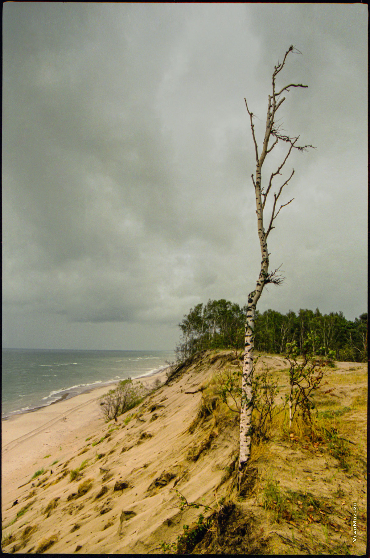 Берег Балтийского моря. Прибрежный пейзаж на Куршской косе