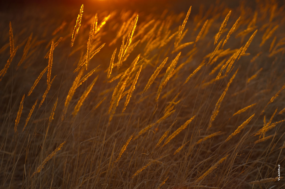 Фото золотистой травы на закате