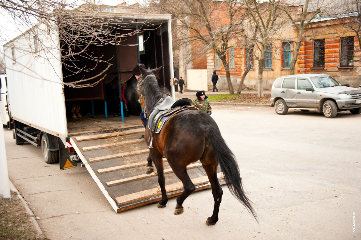 Фото казака, заводящего лошадь в коневоз