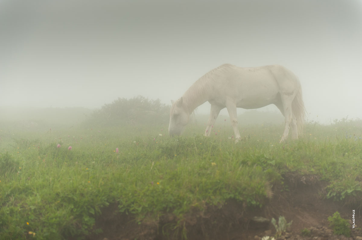Фото белой лошади в тумане на альпийских лугах высоты «Роза Пик» летом